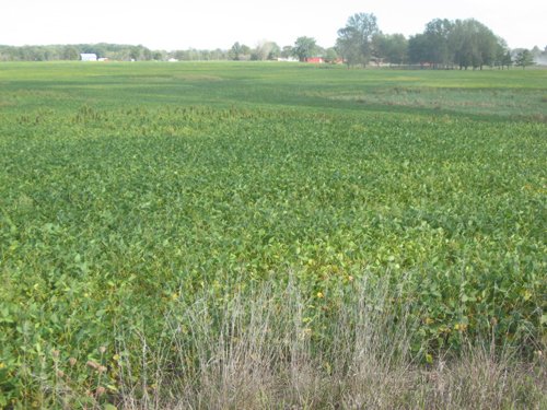 Property photo 27 - 110+/- Acres offered in 4 Tillable Tracts